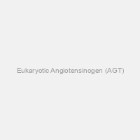 Eukaryotic Angiotensinogen (AGT)